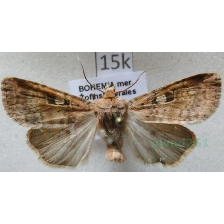 Eugraphe sigma (Denis & Schiffermüller, 1775) Czech15k